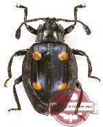 Eumorphus sp. 4