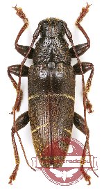 Tmesisternus sp. 8 (A-)