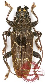 Tmesisternus sp. 9 (A2)