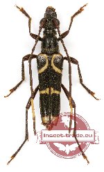 Elacomia borneensis (A-)