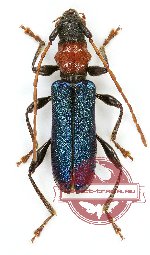 Certallum ebulinum (A2)