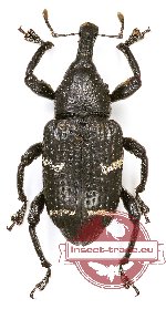 Curculionidae sp. 85