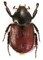 Peltonotus talangensis Jameson et Jákl, 2010 (PARATYPE)