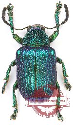 Chrysomelidae sp. 62