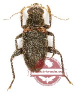 Cleridae sp. 29