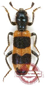 Trichodes sp. 2