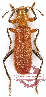 Cleridae sp. 31A