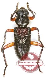 Cleridae sp. 30