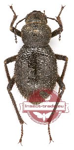 Tenebrionidae sp. 89