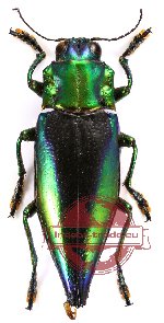 Cyphogastra calepyga