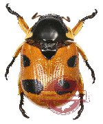 Rutelarcha quadrimaculata (A2)