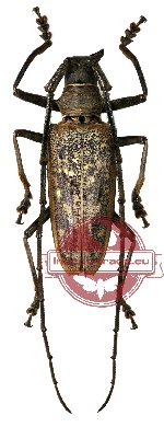 Batocera thomae ssp. thomae