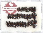 Scientific lot no. 67 Erotylidae (32 pcs)