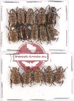 Scientific lot no. 167A Rutelinae (Adoretini spp.) (15 pcs)