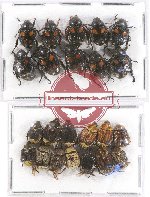 Scientific lot no. 163A Rutelinae (23 pcs)