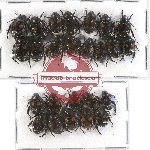 Scientific lot no. 162A Rutelinae (25 pcs)