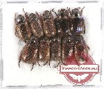 Scientific lot no. 170A  Rutelinae (Adoretus sp.) (10 pcs A2)