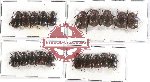 Scientific lot no. 80A Melolonthinae (Apogonia spp.) (20 pcs)