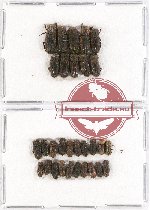 Scientific lot no. 432A Coprophaga (Rhyparus) (30 pcs)