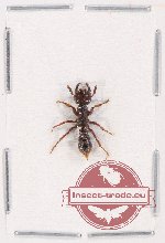 Formicidae sp. 70