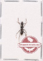 Formicidae sp. 66 (10 pcs)