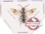 Mutilidae sp. 14