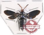 Scoliidae sp. 36