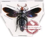 Scoliidae sp. 36