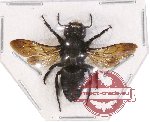 Megachile sp. 12