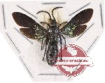 Scoliidae sp. 31A (spread)
