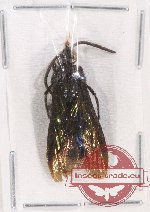 Scoliidae sp. 31A (unspread)