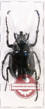 Chalcosoma atlas ssp. 2 (A2)