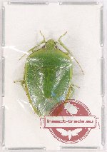 Pentatomidae sp. 18