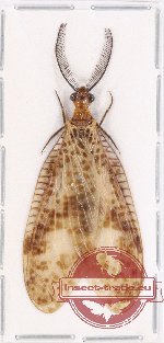 Corydalidae sp. 10