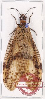 Corydalidae sp. 10