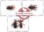 Scientific lot no. 469 Heteroptera (Reduviidae) (4 pcs - 2 pcs A2)