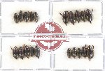 Gyrinidae Scientific lot no. 34 (20 pcs)