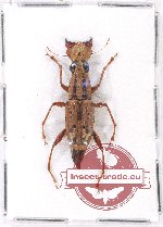 Scientific lot no. 77 Anthribidae (1 pc)