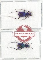 Scientific lot no. 34A Cicindelidae (2 pcs)