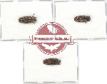Scientific lot no. 18 Ostomidae (3 pcs A2)