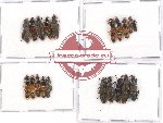 Scientific lot no. 106 Staphylinidae (20 pcs - 5 pcs A2)