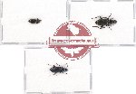 Scientific lot no. 285A Carabidae (3 pcs)