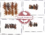 Scientific lot no. 1AA Lagriidae (21 pcs A, A-, A2)