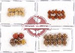 Scientific lot no. 71 Coccinelidae (35 pcs)