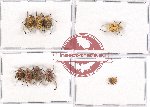 Scientific lot no. 51 Hopliinae (9 pcs - 4 pcs A2)