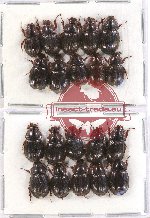 Hybosorinae sc. lot no. 72 (20 pcs)