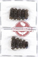 Bostrichidae Scientific lot no. 27 (10 pcs)