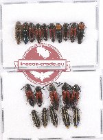 Scientific lot no. 72 Elateridae (20 pcs)