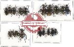 Scientific lot no. 198A Tenebrionidae (19 pcs A, A-, A2)