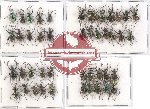 Scientific lot no. 389 Curculionidae (40 pcs)